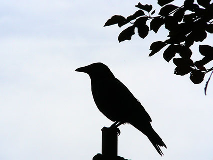 Vogelprofil im Gegenlicht