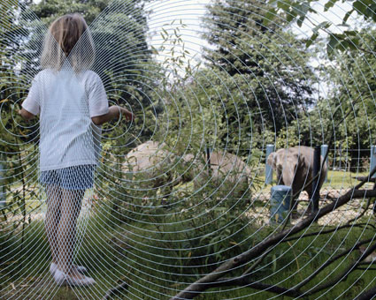 Mädchen vor einer Gruppe Elefanten im Zoo