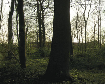 Videostill 04 aus Das Waldstück