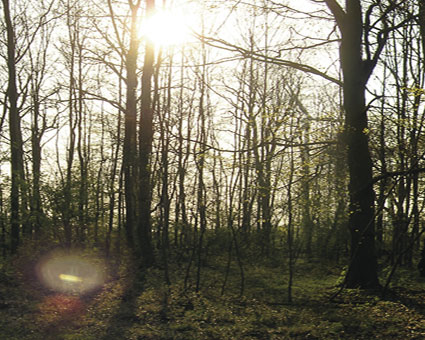 Videostill 05 aus Das Waldstück